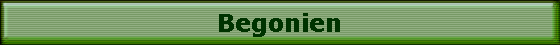 Begonien