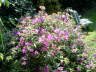 Bougainvillea