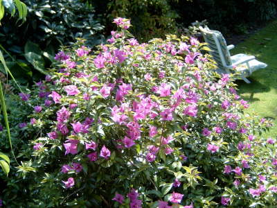 Bougainvillea