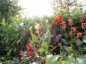 Cannas