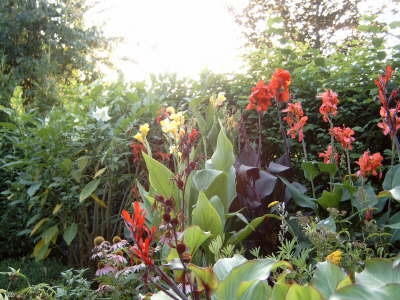Cannas