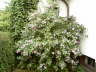 Violetter Hibiskus