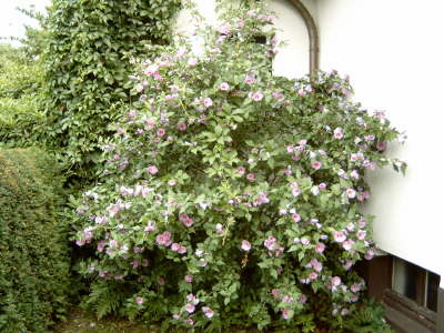 Violetter Hibiskus