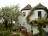 Blauregen- und Apfelbl�te