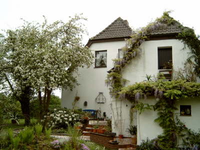 Blauregen- und Apfelbl�te