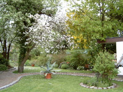 Goldregen und Apfel