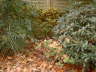 Herbstlaub
