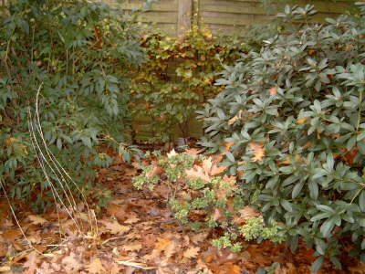 Herbstlaub