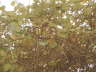 Kiwi- Fr�chte