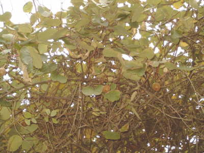 Kiwi- Fr�chte