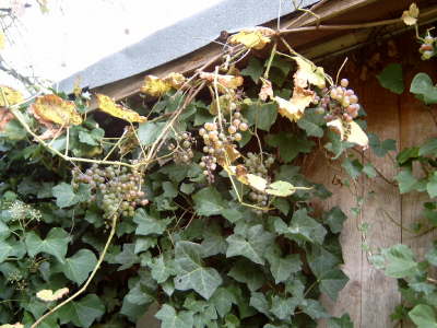 Weintrauben