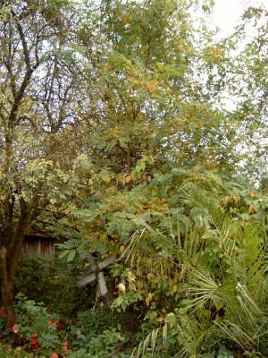 Herbststimmung