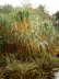 Bambus im Herbst