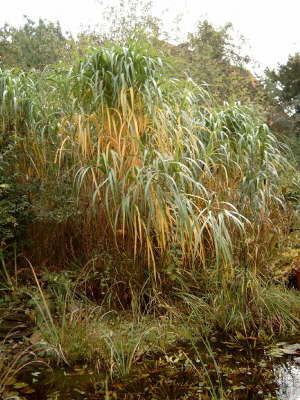 Bambus im Herbst