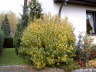Hibiskus in gelb