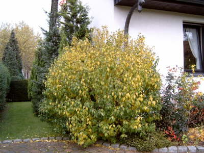 Hibiskus in gelb