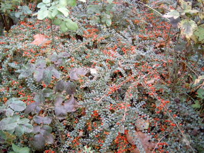 Rote Beeren