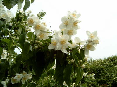 Jasmin