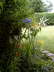 Lilien