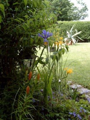 Lilien