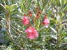 Oleander