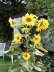 Sonnenblume