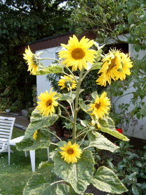 Sonnenblume