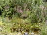 Urwald am Teich