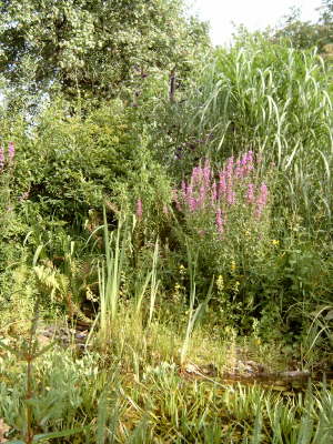 Blutweiderich