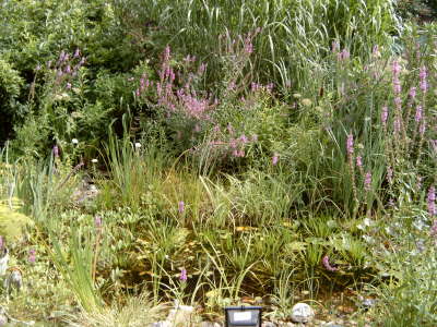 Urwald am Teich