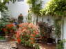 Fuchsienvielfalt