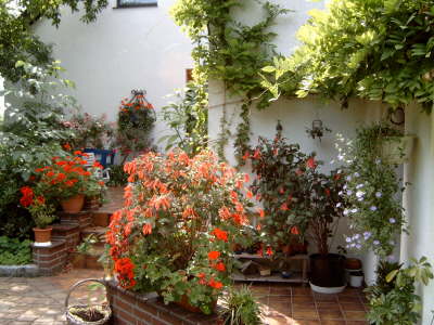 Fuchsienvielfalt